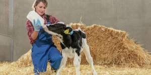 Trouw Nutrition, buzağı mamalarıyla verimli inek ve boğalarının yetiştirilmesine katkı sağlıyor