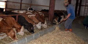 Muşlu girişimci devlet desteğiyle kurduğu çiftlikte günde 350 litre süt üretiyor