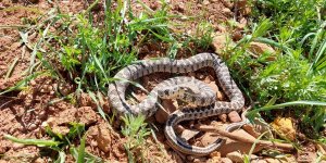 Tunceli'de yarı zehirli Kocabaş yılanı görüntülendi