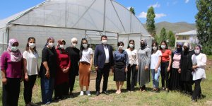 Vartolu kadınlar salatalık üreterek aile bütçelerine katkıda bulunuyor