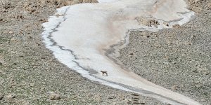 Mercan Dağları'nda çengel boynuzlu dağ keçileri görüntülendi