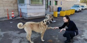 Tercan'da polislerden sokak hayvanlarına mama ve su desteği