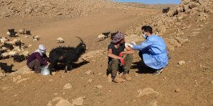 Sağlık çalışanları dağ tepe demeden çobanları aşılıyor