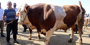 Ağrı Hayvan Borsası’nda 1220 kiloluk “Mehmet” ve 1 tonluk “Aslan” alıcı bekliyor