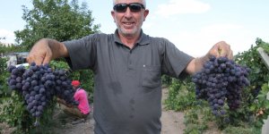 Elazığ'ın üzüm köyünde erkenci üzüm hasadı