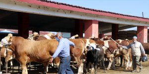 Hayvancılık merkezi Ağrı'dan batı illerine kurbanlık sevkiyatı hız kazandı