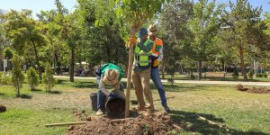 İpekyolu Belediyesinden ağaçlandırma çalışması