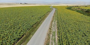 Devlet desteğiyle üretimi 5 kat artan "sarı gelin" çiftçiye kazanç Ağrı'ya güzellik getirdi