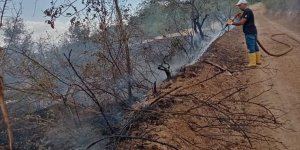 Baskil ilçesinde çıkan yangında kayısı ağaçları zarar gördü