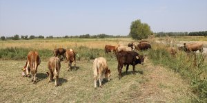 Dar gelirli aileler "Genç Çiftçi Projesi" sayesinde köylerinde kaldı