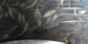 Kars'ta 2 milyon sazan yavrusu göllere bırakıldı