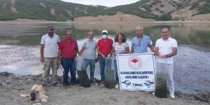 Tunceli'de Günboğazı Göletine 100 bin pullu sazan yavrusu bırakıldı