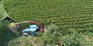 "Doğunun Çukurovası" Iğdır, yem bitkisi üretiminde de adından söz ettiriyor