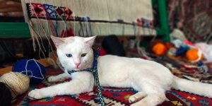 Van Büyükşehir Belediyesi Malazgirt'teki yerini aldı