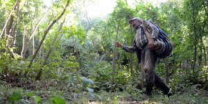 Hizan'da bu yıl 700 ton fındık rekoltesi bekleniyor