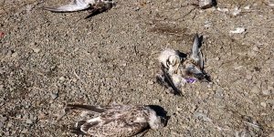Besin zincirindeki azalma Hazar Gölü'ndeki martı ölümlerini tetikledi