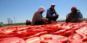 Dünya sofralarına lezzet katacak kurutmalık domatesin hasadı başladı