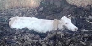 Gevaş’ta bataklığa saplanan inek kurtarıldı

