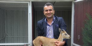 (Özel) Raybüsün çarpması sonucu yaralanan yavru dağ keçisi DKMP’de koruma altına alındı
