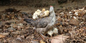 Hekimhan'da etkili olan sağanak nedeniyle dere taştı