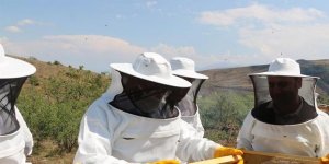 Erzincan’da bal hasadı başladı
