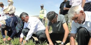 Malatya'da kekik hasadı başladı
