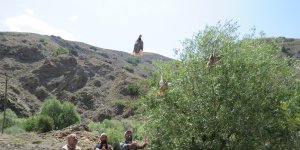 (Özel) Erzincan'da 400 kınalı keklik doğaya salındı