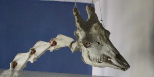 Elazığ'da 50 çeşit hayvanın anatomik yapısının bulunduğu müzede, Türkiye'de ilk olan zürafa iskeleti yer alıyor