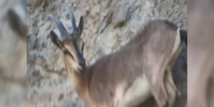 Erzurum'da zorlu dağları tırmanan yaban keçileri nefes kesti