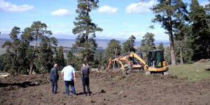 Geleceğe nefes olması için sarıçam ormanları gençleştiriliyor