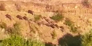 Elazığ'da domuz sürüsünün kaçış anı görüntülendi