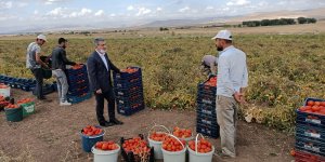 Ağrı’da domates hasadı başladı
