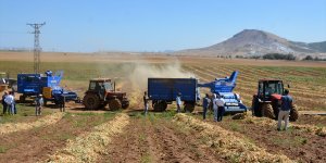 Bitlis'te devlet desteğiyle ekilen fasulyenin hasadına başlandı