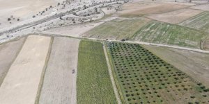 Türkiye'nin en sulak ilçesinde mısır hasadı başladı