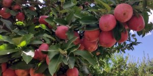 Doğanşehir elmasında hasat zamanı