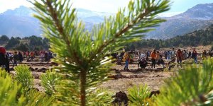 Yılsonuna kadar Erzincan'da 795 bin fidan dikilecek