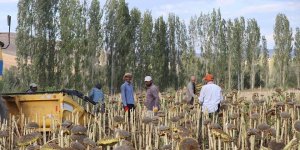 Çayırlı'da "Doğanın sarı gelini" ayçiçeğinde hasat başladı