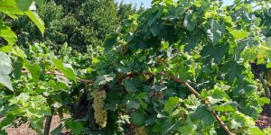 Iğdır’da üzüm hasadına sayılı günler kaldı