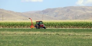 Ağrı'da çiftçiler devlet destekli silajlık mısırın hasadına başladı
