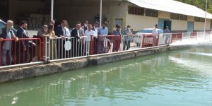 Elazığ'daki göl ve göletlere 2,5 milyon sazan yavrusu bırakıldı
