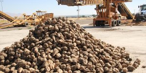 Malazgirt'te pancar alım kampanyası başladı