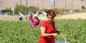 Marketlerdeki fahiş fiyata kızdı, tarlasını vatandaşlara açtı