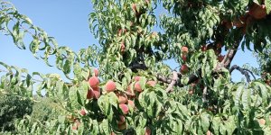 Iğdır şeftalisi sofralar için hasat edilmeye başlandı