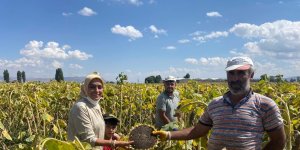 Patatesten sonra ayçiçeği