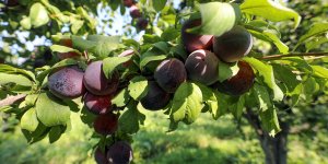 "Doğu'nun Çukurova'sı"nda üretilen erik kentin ekonomisine katkı sağlıyor