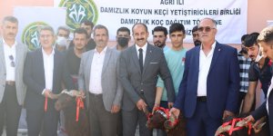 Ağrı’da 150 damızlık koç hibe yoluyla yetiştiricilere dağıtıldı