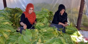 Muş tütün üretiminde söz sahibi olmak istiyor