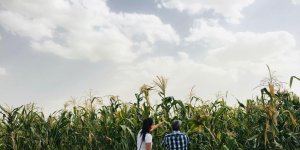 Sertifikalı mısır tohumu üretimi yapan tarlalar incelendi