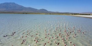 Arin Gölü’nü renklendiren Flamingolar havadan görüntülendi