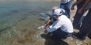 Baskil'de 300 bin sazan baraj gölüne bırakıldı